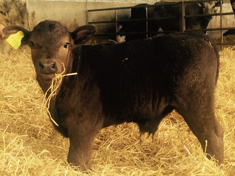 Calf at Iford Farm Sussex
